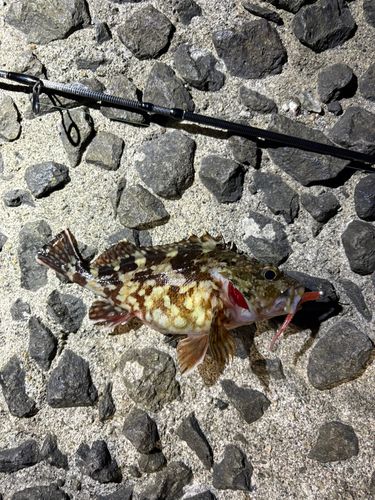 アラカブの釣果