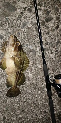 シマソイの釣果