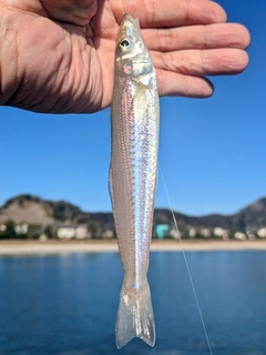キスの釣果