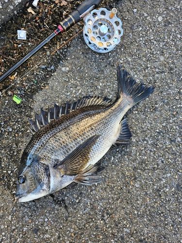 クロダイの釣果
