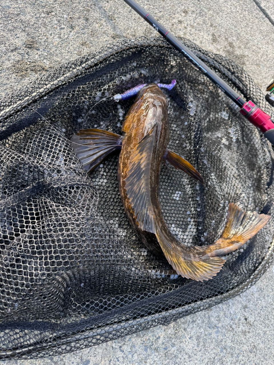 DAIWA 21HRF® (ハードロックフィッシュ) エア 810M・Nの最安値