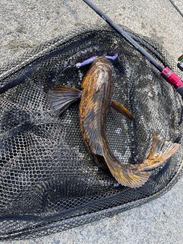 アイナメの釣果