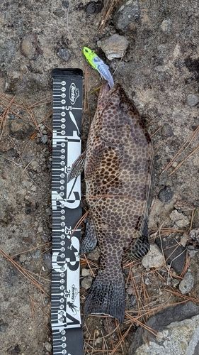 オオモンハタの釣果