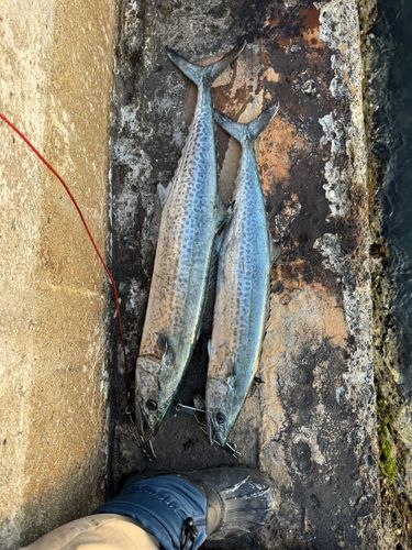 サワラの釣果