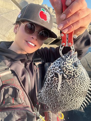 イシガキダイの釣果