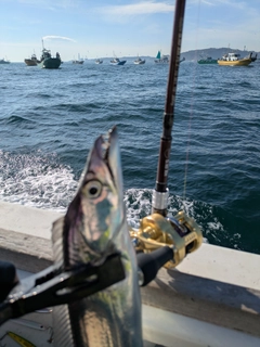 タチウオの釣果