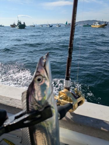 タチウオの釣果