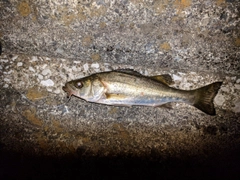 フッコ（マルスズキ）の釣果