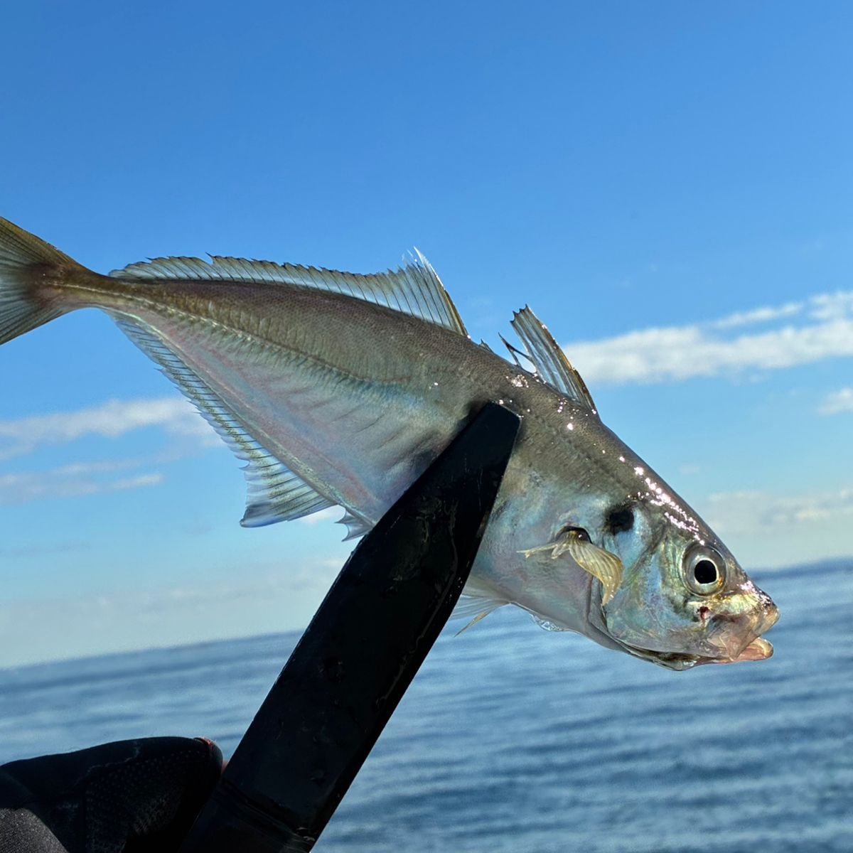 アジつりたいさんの釣果 1枚目の画像