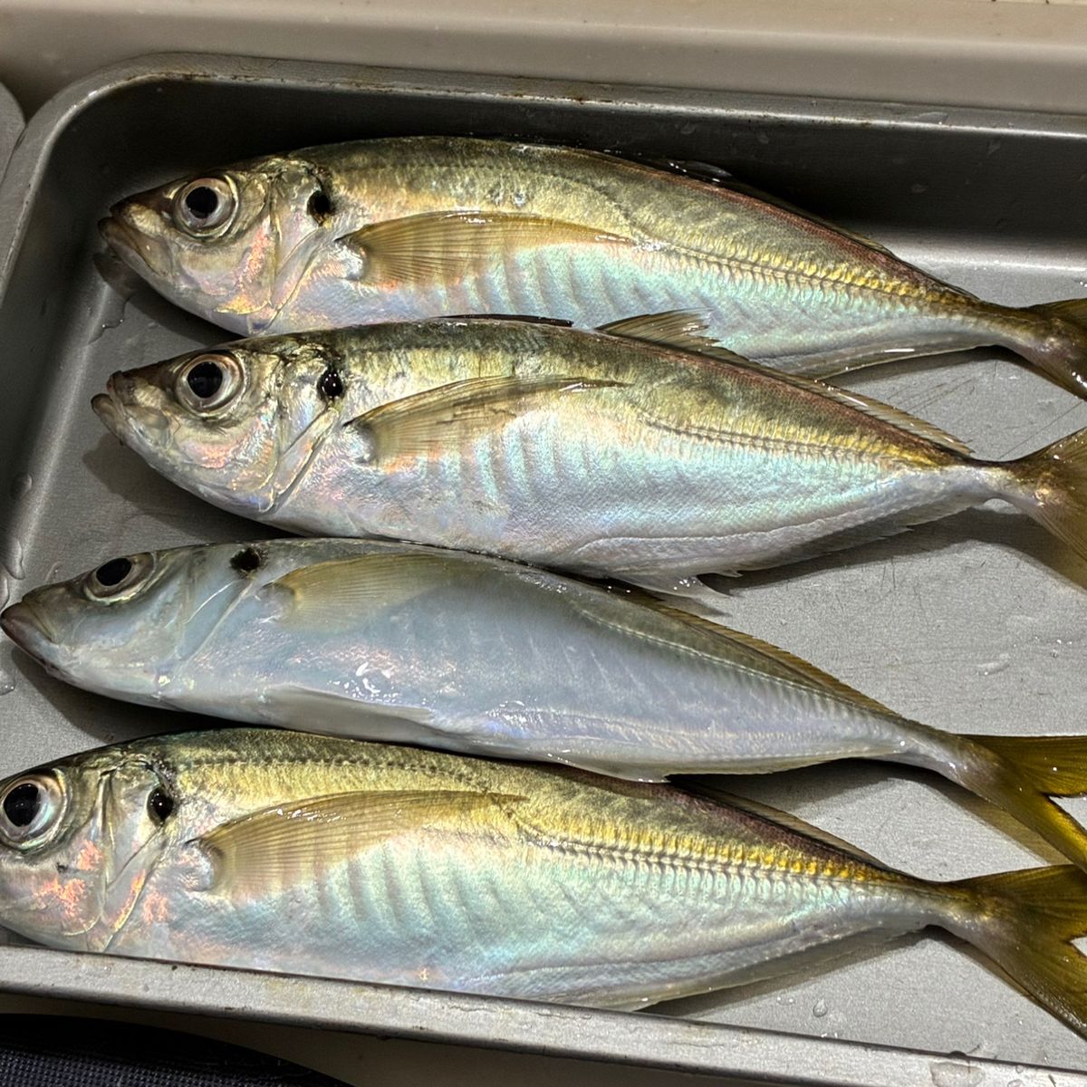 アジつりたいさんの釣果 2枚目の画像