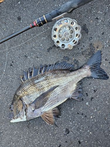 クロダイの釣果