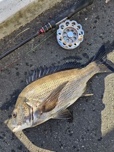 クロダイの釣果