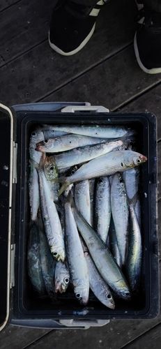 ウルメイワシの釣果