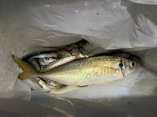 マアジの釣果
