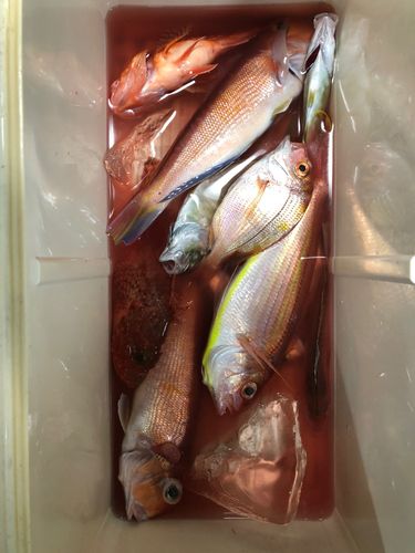 アマダイの釣果