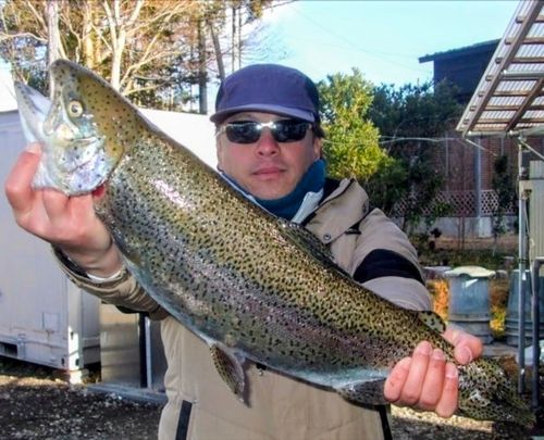 ニジマスの釣果