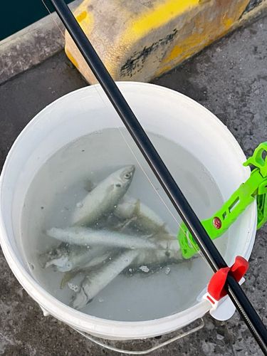 アオアジの釣果