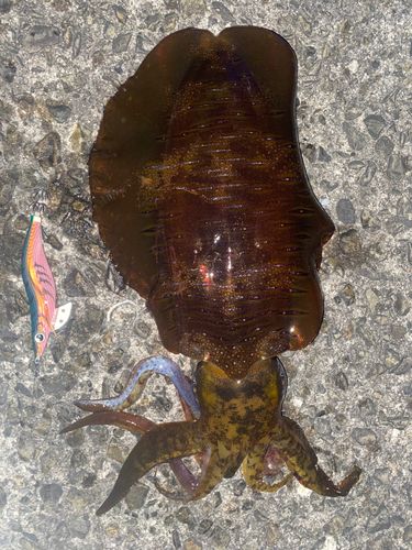 アオリイカの釣果