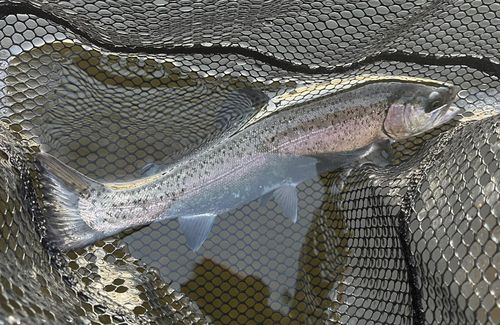 レインボートラウトの釣果