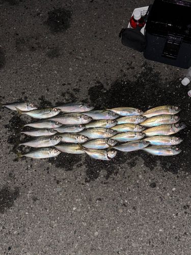 アジの釣果