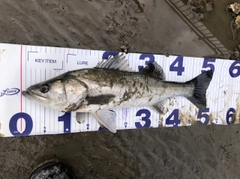 シーバスの釣果