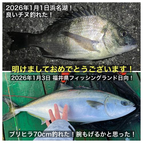 クロダイの釣果
