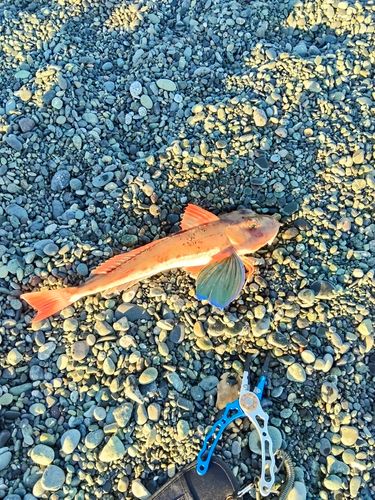 ホウボウの釣果