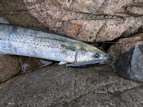 サワラの釣果