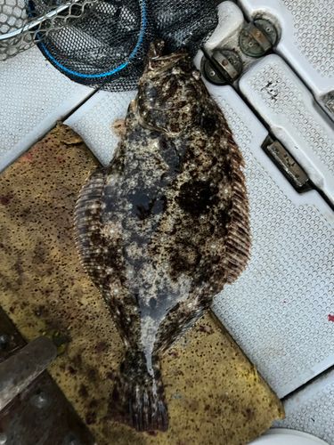 ヒラメの釣果