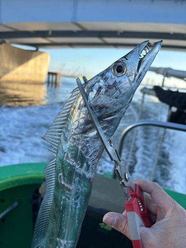 タチウオの釣果