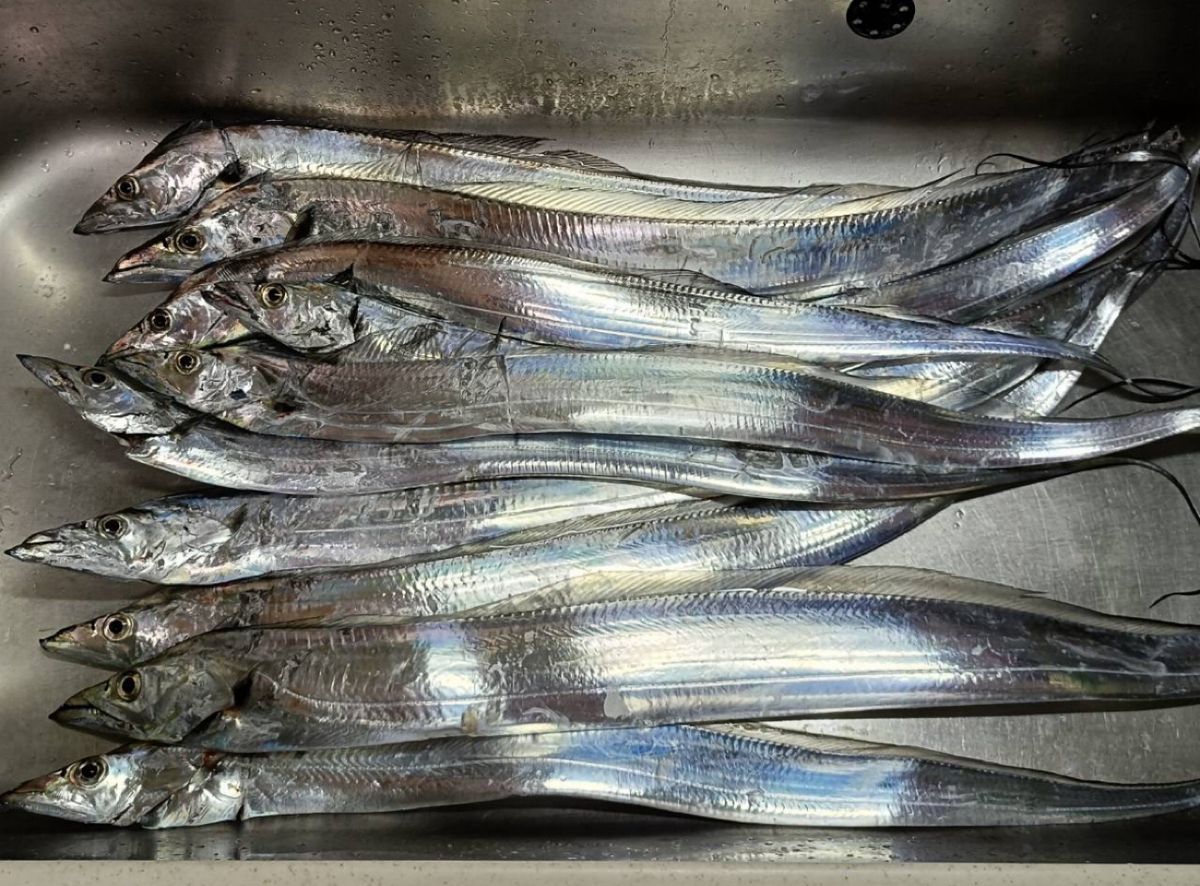 小心者の釣り師さんの釣果 2枚目の画像