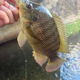 ナイルティラピア