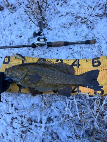 スモールマウスバスの釣果