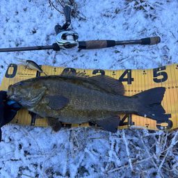 スモールマウスバス