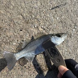 セイゴ（マルスズキ）