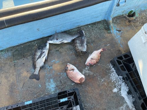 クロダイの釣果