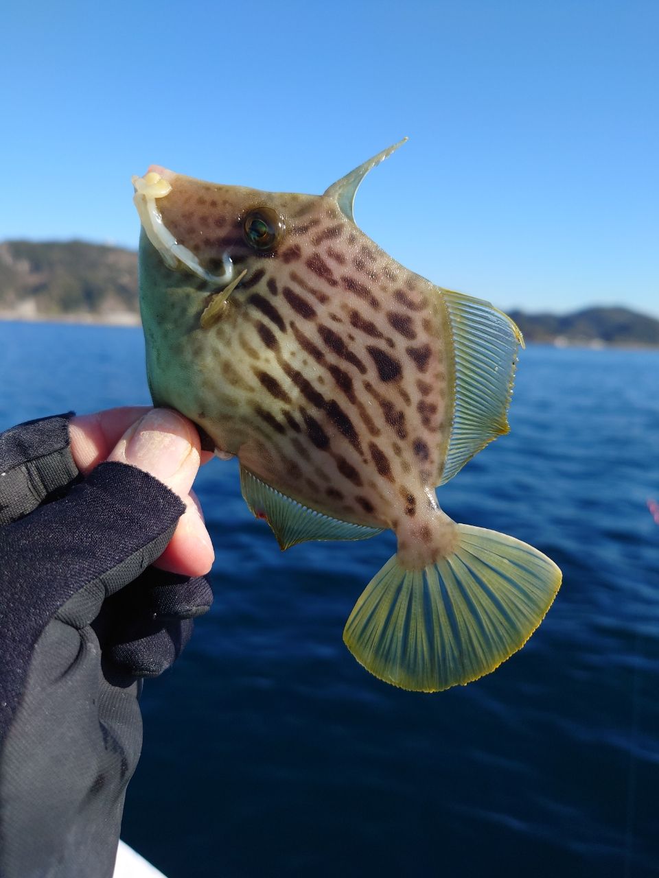 カワハギ太郎さんの釣果 1枚目の画像