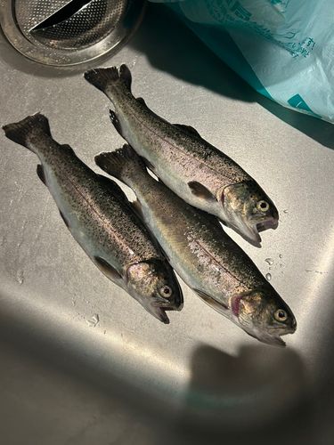 ニジマスの釣果