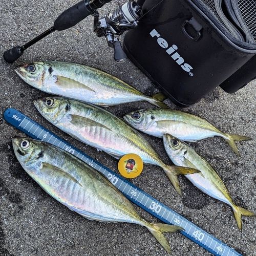 アジの釣果