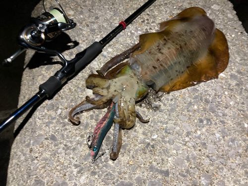 アオリイカの釣果