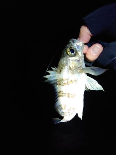 シロメバルの釣果