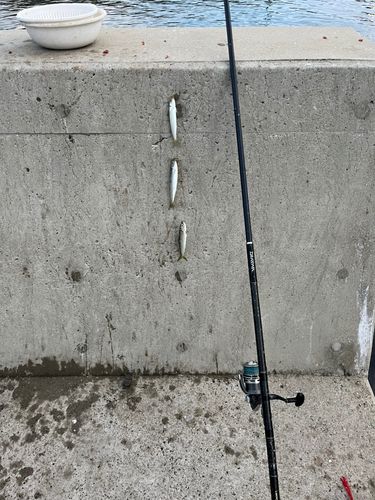 ウルメイワシの釣果