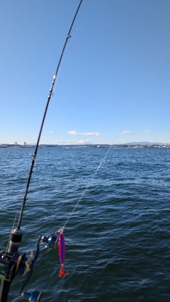 タチウオの釣果