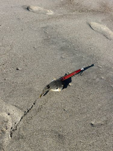 クサフグの釣果