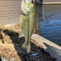 ラージマウスバス