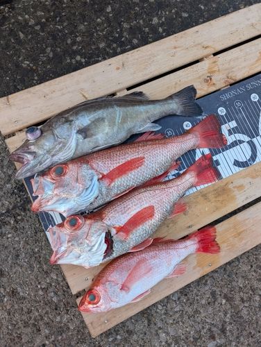 アカムツの釣果