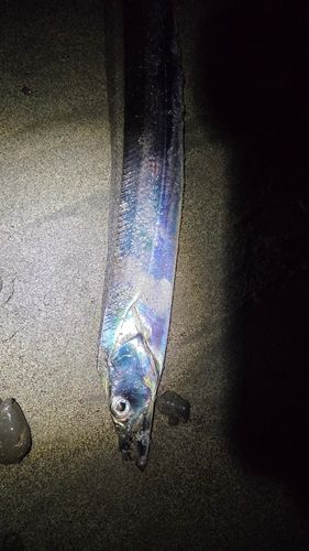 タチウオの釣果