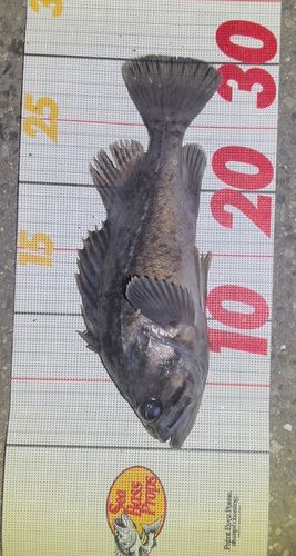 クロソイの釣果