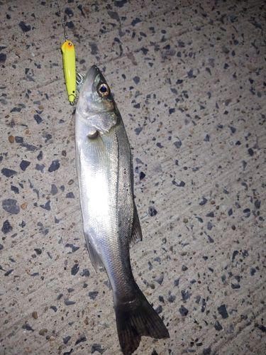 セイゴ（マルスズキ）の釣果
