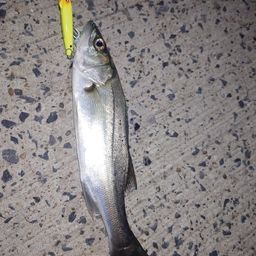 セイゴ（マルスズキ）